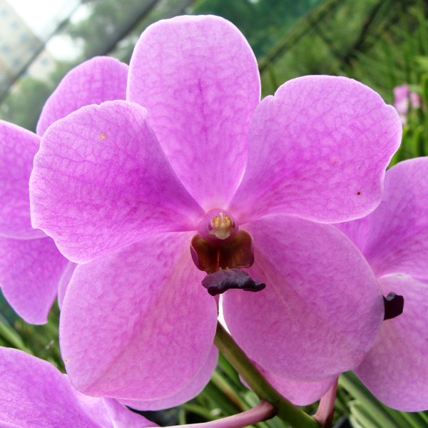 Vanda Josephine van Brero × Vanda Princess Mikasa 'Blue' (KV90)
