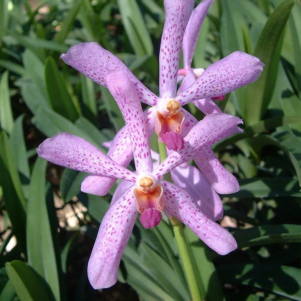 Mokara Happy Beauty (KV94)