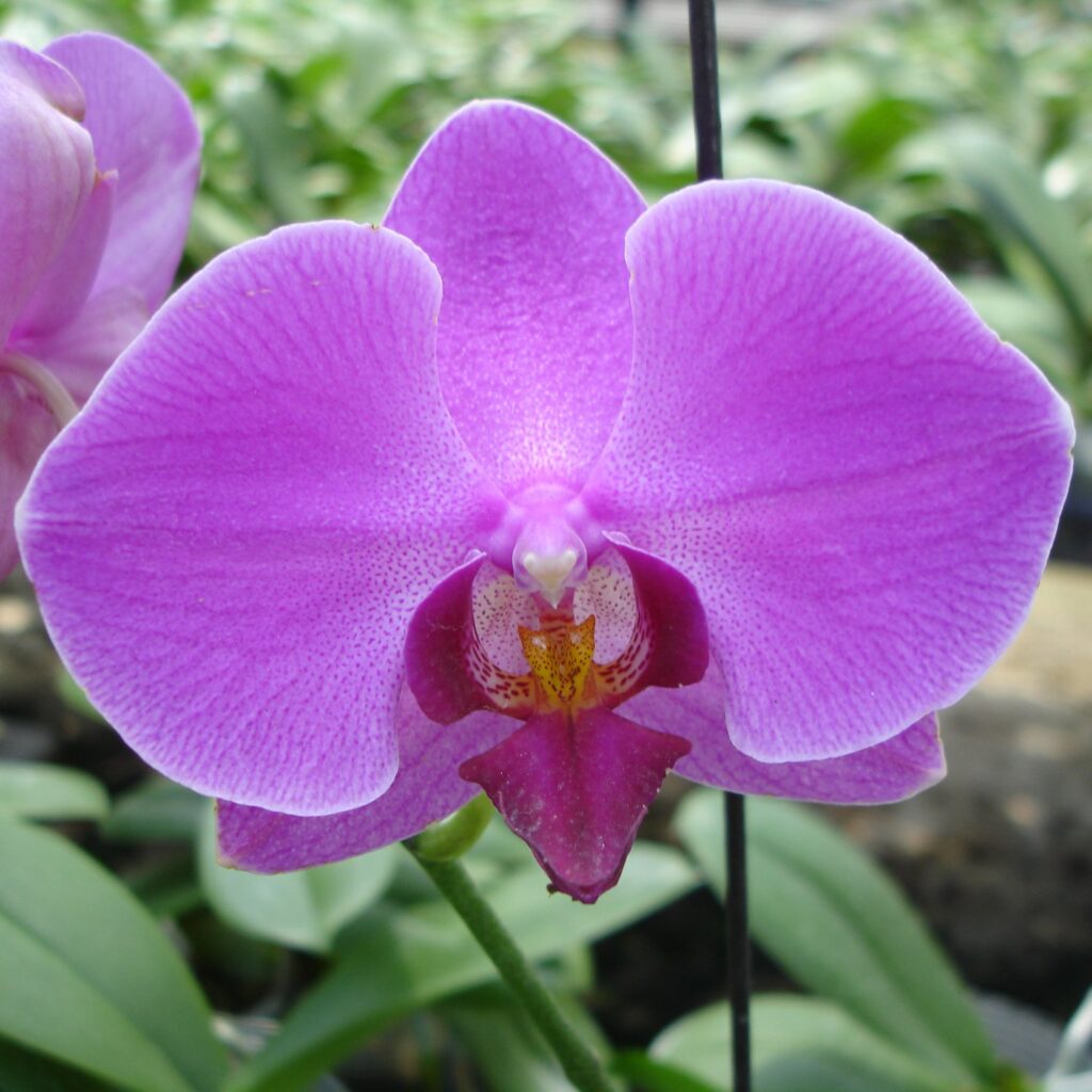 Phalaenopsis orchid