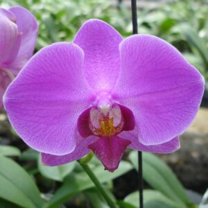 Phalaenopsis Haur Jin Diamond × Phal. Chain ×en 'Pearl' (L332)