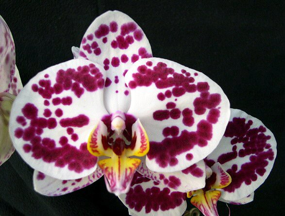 Doritaenopsis Taida Pearl (L369)