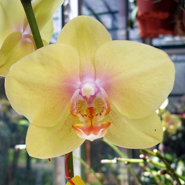 P Sierra Gold × P Taipei Gold 'CHT-172 × DTPS Mount LiP 'ST-2021' (L399)