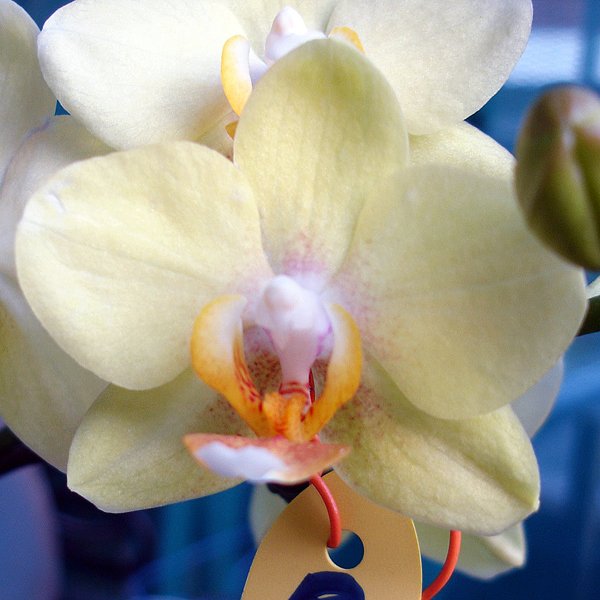 Phalaenopsis I-Hsin Sunflower × Taisuco Kaaladian (L443)