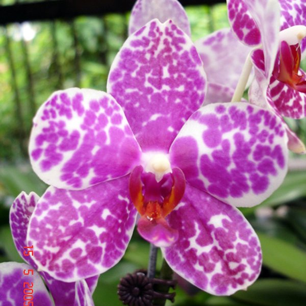 Phalaenopsis (Auckland Spot × Black Rose) × Dou-Dii Rose 'Ching Her' (L455)