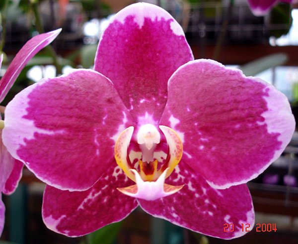 Phalaenopsis (L506)