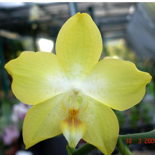 Doritaenopsis Sogo Manager × Sogo Pride (L539)