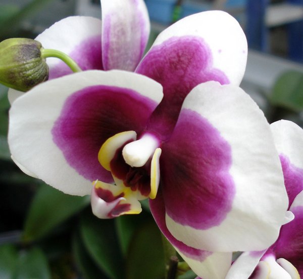Phalaenopsis (Haur Jin Diamond × Yann Mei Star) × Taisuco Kaaladian (L544)