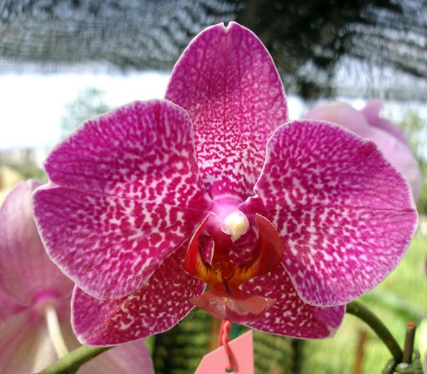 Doritaenopsis Da-Chien Spider Beauty × I-Hsin Idole (L600)