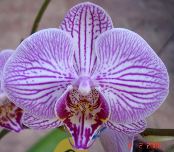 Phalaenopsis Tien Nong Stripe × (Ruey Lin Stripe - Chin Shiang's Stripe) (L606)