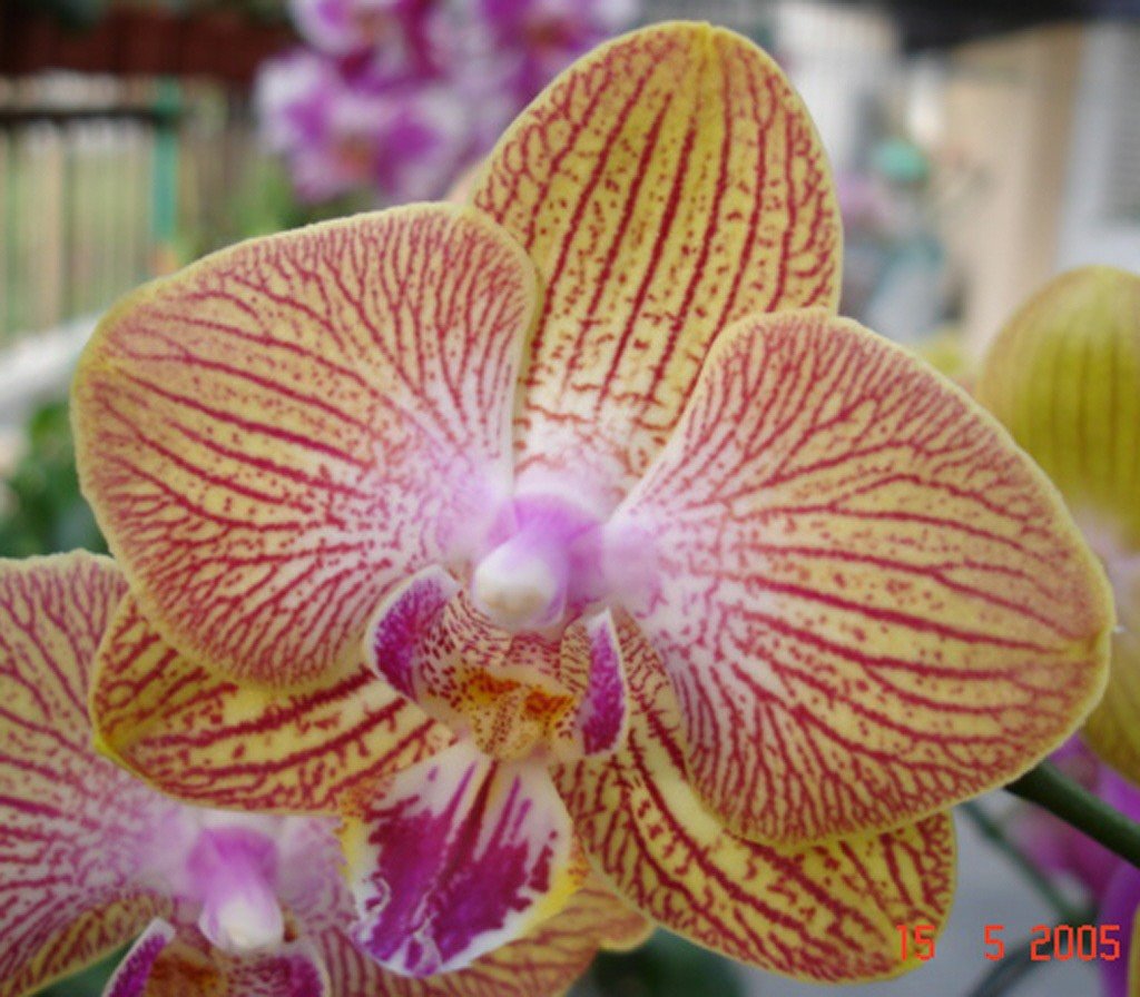 Phalaenopsis Ruey Lin Stripe × DTPS Sogo Manager (L624)