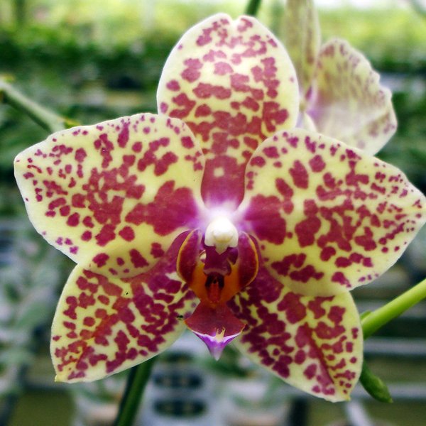 Phalaenopsis Taisuco Kochidian S (L653)