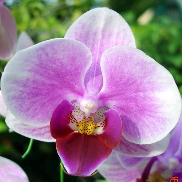 Phalaenopsis Taisuco Nobile 'S' × Luchia 'MD' (L656)