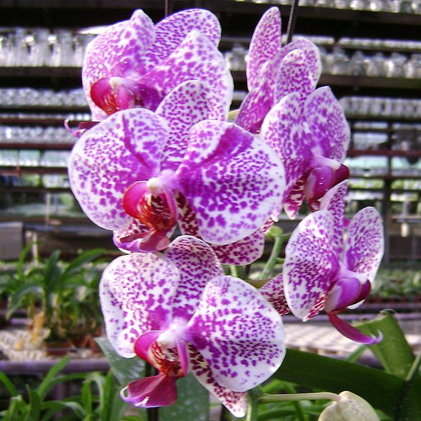 Doritaenopsis Hos Fantastic Idol (L676)
