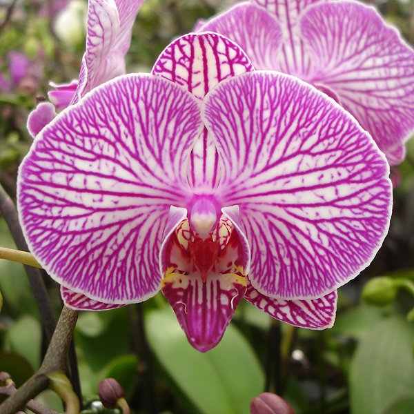 Doritaenopsis Shang-Lins Rose Diamond (L680)