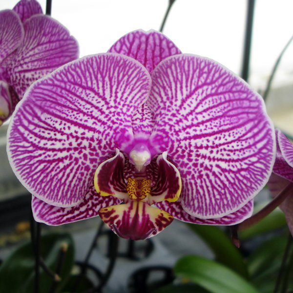 Doritaenopsis Leopard Price (L687)