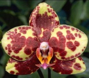 Doritaenopsis Taisuko Stripe (L690)