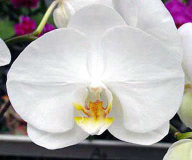 Phalaenopsis Taisuco Kaaladian × Self (L692)