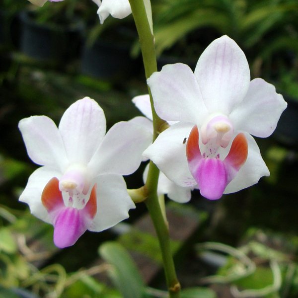 Doritis Pulcherrima 'Pink' (L701)