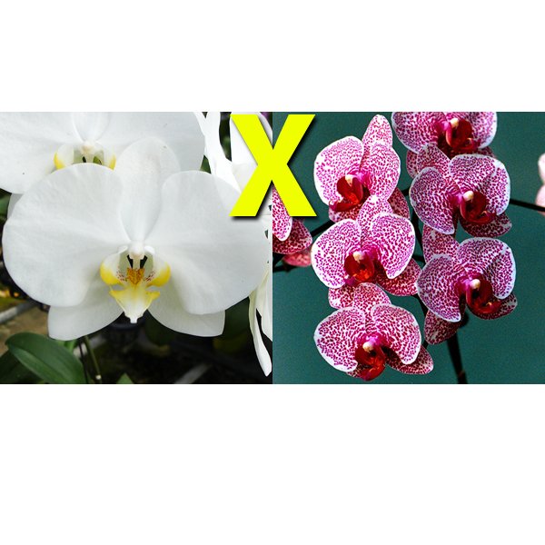 Phalaenopsis Join Angel (L716)