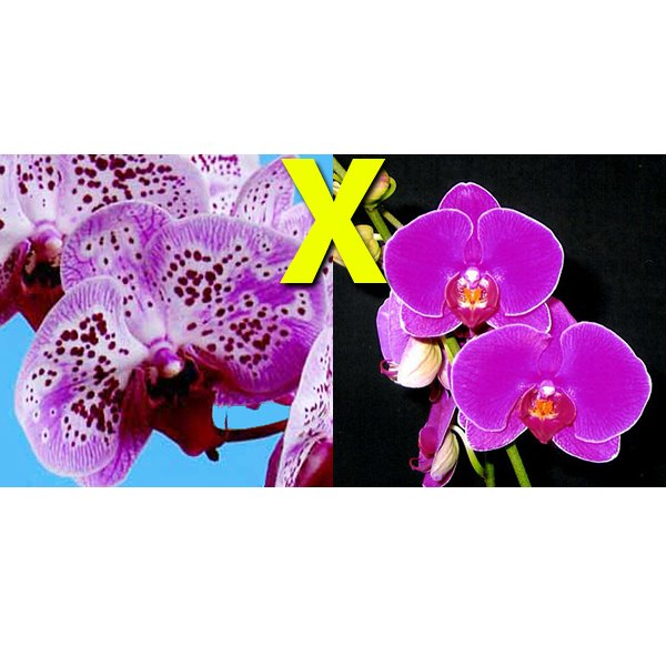 Phalaenopsis Chain ×en Pearl (L717)