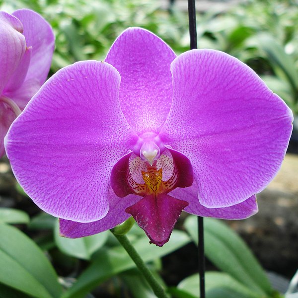 Phalaenopsis Pretty Girl (L727)