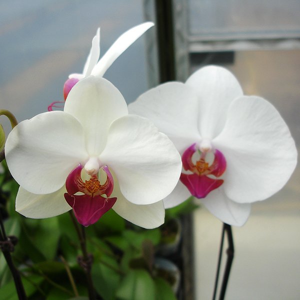 Phalaenopsis Fairy Tales (L730)