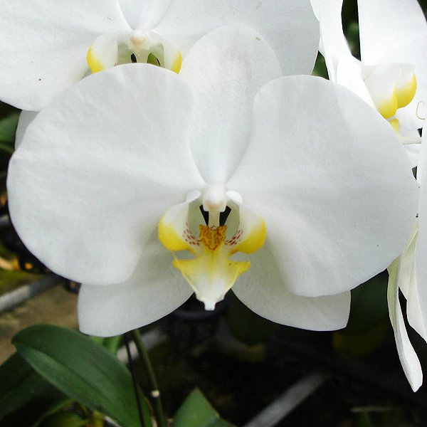 Phalaenopsis Ming-Hsing Snow Angel (L732)