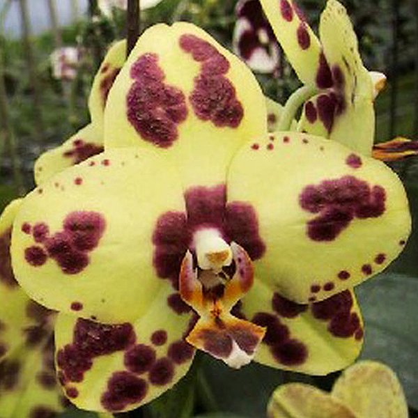 Phalaenopsis Dream Rose (L733)