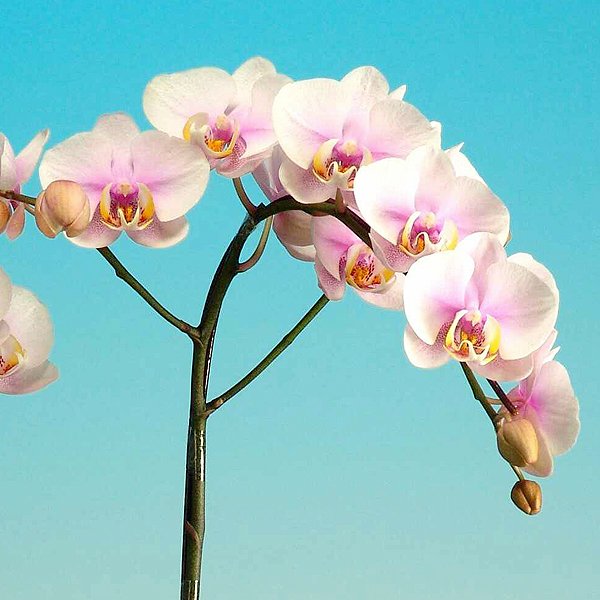 Phalaenopsis I-Hsin Black Panther (L737)