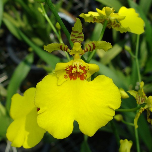Oncidium Taka (OC10)