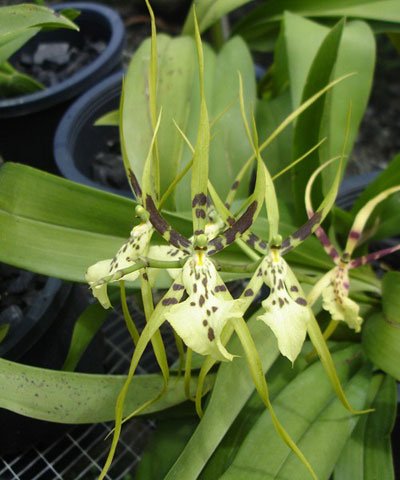 Brassia Eternal Wind 'Summer Dream' SM/JOGA (OC102)