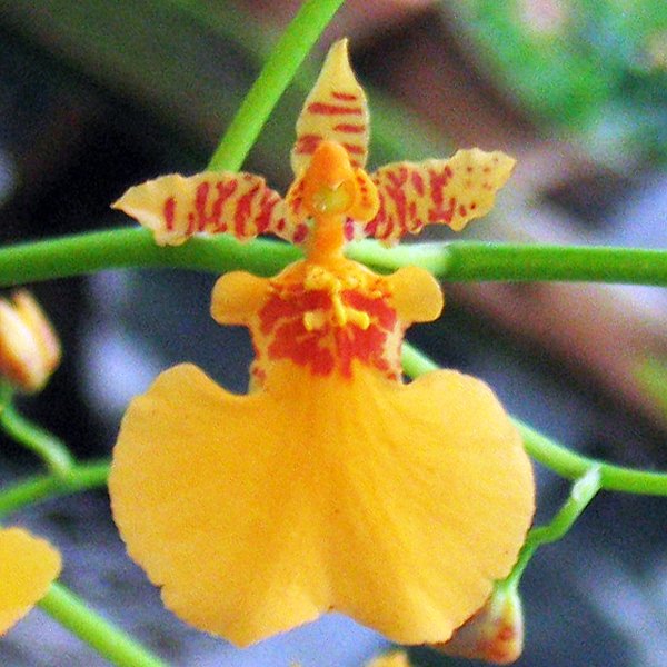 Oncidium Gower Ramsey Yellow (OC104)