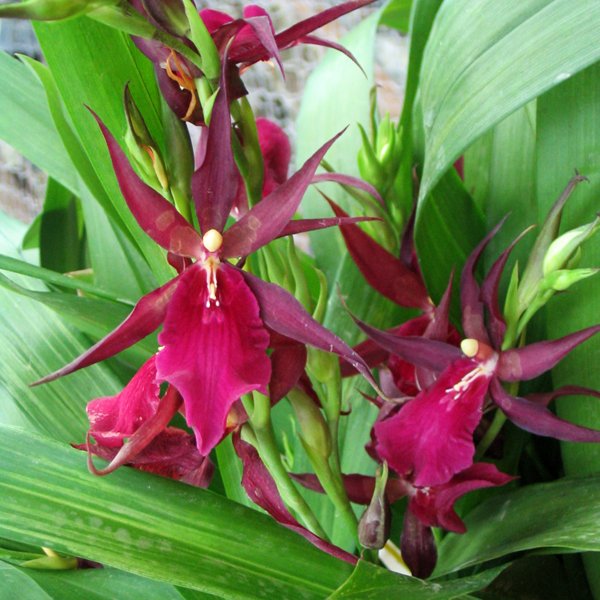 Miltassia Royalrobe 'Jerry's Pick' AM/AOS (OC105)