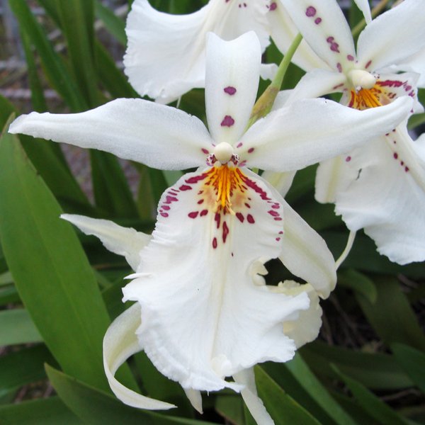 Degarmoara Winter Wonderland 'White Fairy' (OC108)