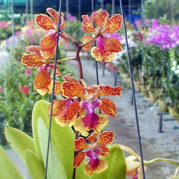 Oncidium Noel Schamrock - Josephine × Noorah (OC112)