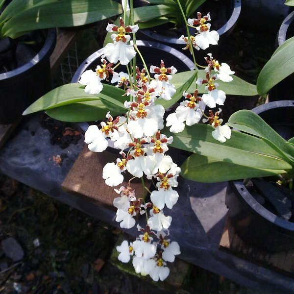 Oncidium White Cloud (OC113)