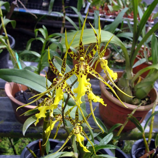 Brassidium Shooting Star (OC114)