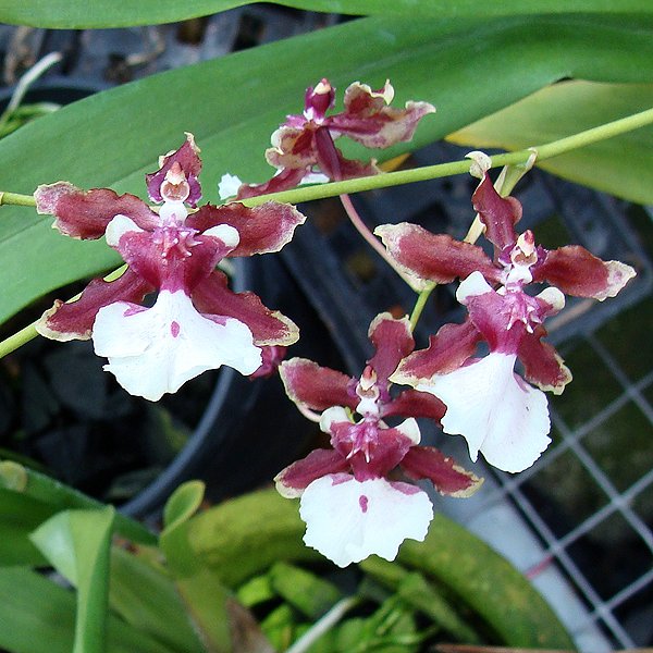 Oncidium Sharry Baby 'Sweet Fragrance' AM/AOS (OC12)