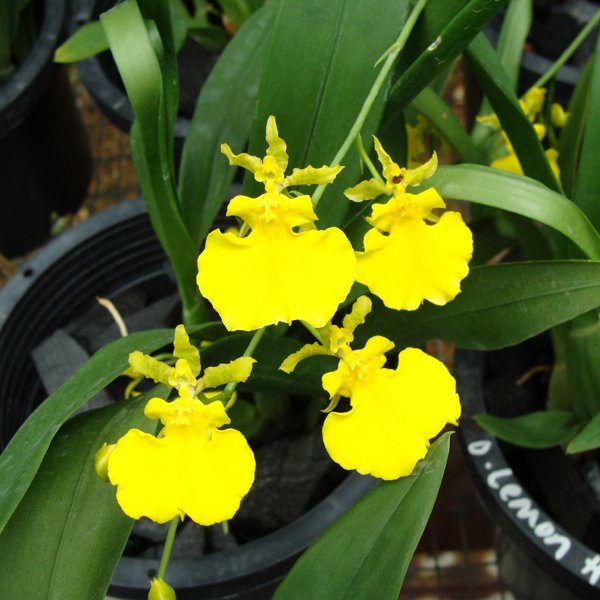 Oncidium Lemon Heart (OC120)