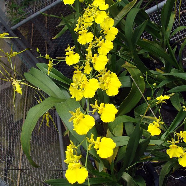 Oncidium Lemon Heart (OC150)