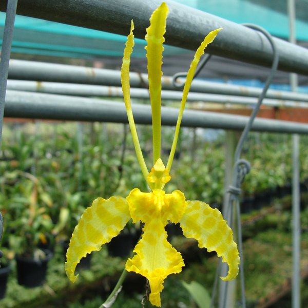 Psychopsis Kalihi × Psychopsis Papilio (OC153)