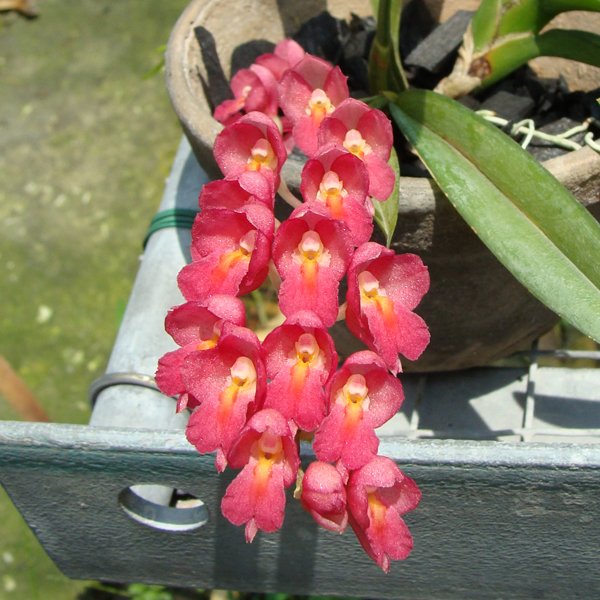 Rodriguezia Lanceolata Secunda (OC155)