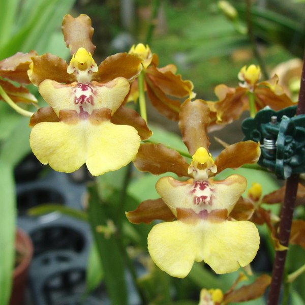 Oncidium Green Valley Honey 'Sweet Lady' (OC156)