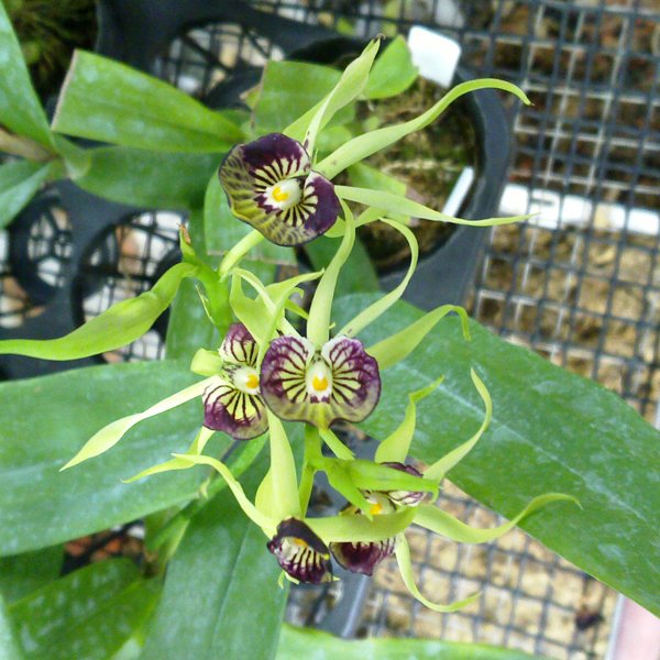 Encyclia cochleata 'Hanalei' × self (OC159)