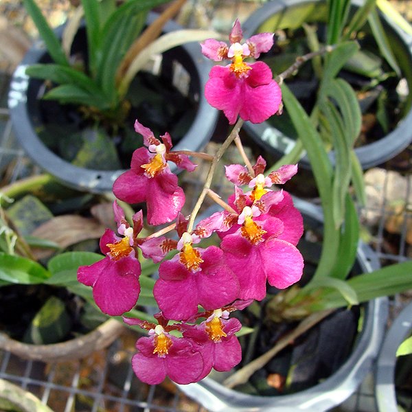 Oncidium Memoria Ralphy Yagi 'Elsa' (OC53)