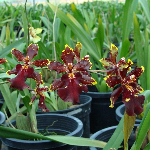 Oncidium Wild Cat 'Bob' (OC72)