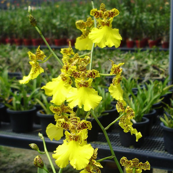 Oncidium Millennium Gold (OC79)