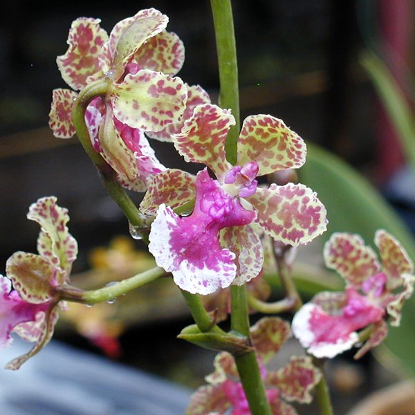 Oncidium Ollie Palmer (Oncidium Maureen × haematochilum) × Onc Noorah (OC80)