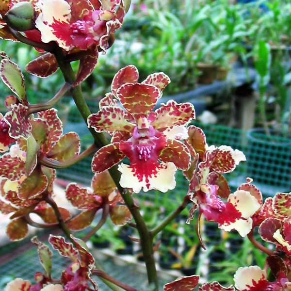 Oncidium Ollie Palmer (OC81)