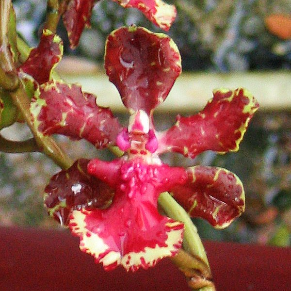 Oncidium Josephine #1 (OC82)
